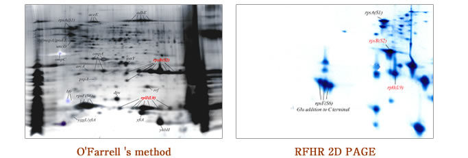 O'Farrell 's method/RFHR 2D PAGE
