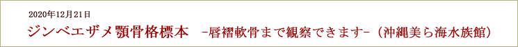 世界初　ジンベエザメ「唇褶」顎骨格標本