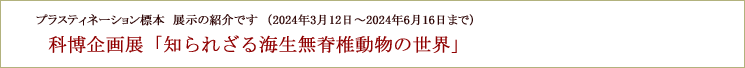 海生無脊椎動物のプラスティネーションが展示されています。