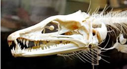 ハモの骨格標本の頭部。肉食で鋭い歯が並ぶ＝京都市東山区の「馳走 高月」で