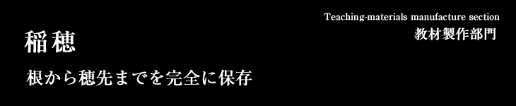 稲穂　根から穂先までを完全に保存