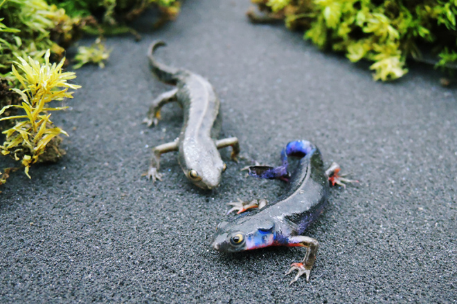 アカハライモリ求愛